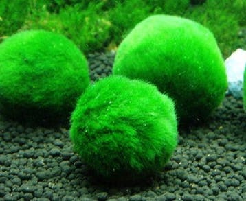 Cladophora Aegagropila - mosbal (Aquariumplanten), Dieren en Toebehoren, Verzenden, Nieuw, Plant(en), Steen of Hout