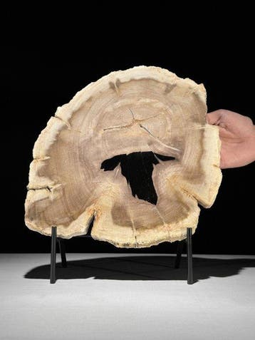 Prachtige plak versteend hout op een maatwerk standaard. -