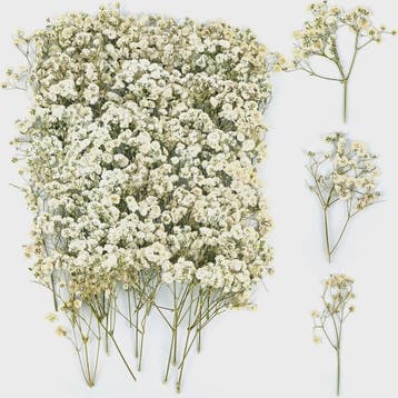 110 Stuks Gedroogde Baby's Breath (Gypsophila) - Boho Decora, Verzenden, Nieuw