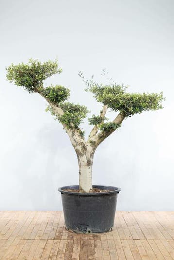 Olijfboom / Olea Europaea ponpon 175-200 cm