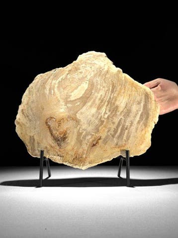 Prachtige snede van versteend hout op een op maat gemaakte