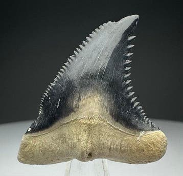 Hemipristis serra - Fossiele tand - 3.8 cm - 3.2 cm