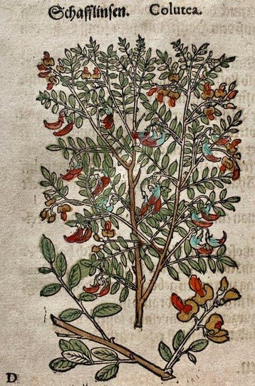Pietro Andrea Mattioli - Contemporary hand-coloured leaf