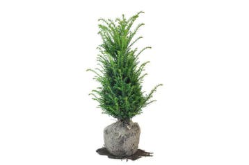Taxus baccata, Wintergroene Haag, zeer strak te snoeien!, Ophalen of Verzenden, Taxus, Haag