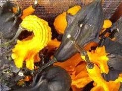 Autumn wings medium kalebas 50 zaden, Ophalen of Verzenden, Nieuw