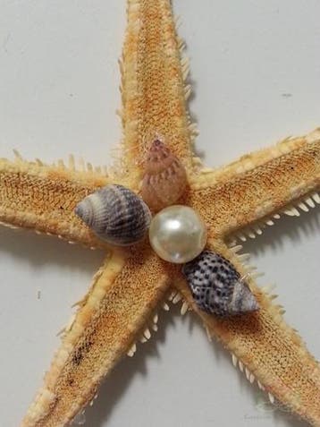Zeesterren 2-3 inch 50 stuks, Hobby en Vrije tijd, Ophalen of Verzenden, Nieuw