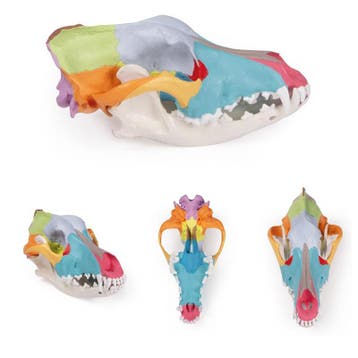 Anatomie model schedel hond, Nieuw