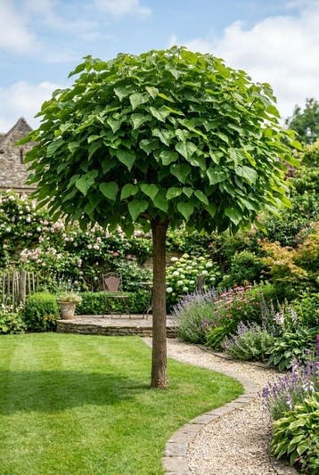 Catalpa bignonioides Nana Halfstam