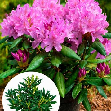 Rhododendron catawbiense Roseum Elegans container (P23), Verzenden, Overige soorten, Volle zon
