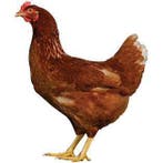 prachtige jonge leghennen/legkippen, Dieren en Toebehoren, Pluimvee, Vrouwelijk, Kip