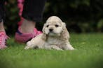 Creme Cocker Spaniel pups te koop, Amerikaanse Cocker fokker, Parvo, België, 8 tot 15 weken, Meerdere