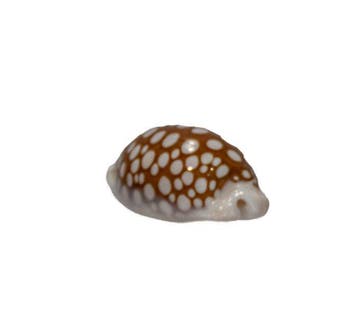 Siebkauri: Cypraea cribraria (37 mm) – onberispelijk, Verzamelen, Nieuw