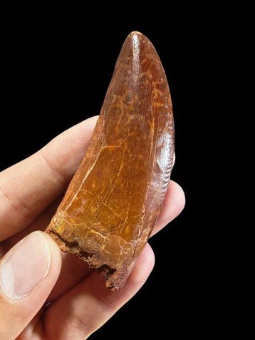 Spectaculair dinosaurus-tand - Fossiele tand -