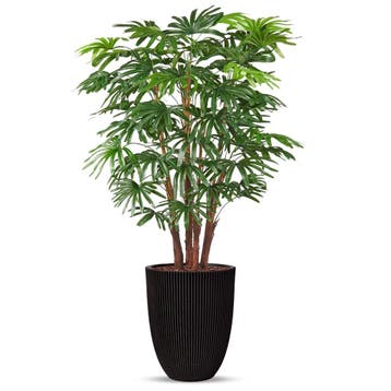 Fortuneipalm kunstplant, H160cm, Ophalen of Verzenden, Palm, 150 tot 200 cm