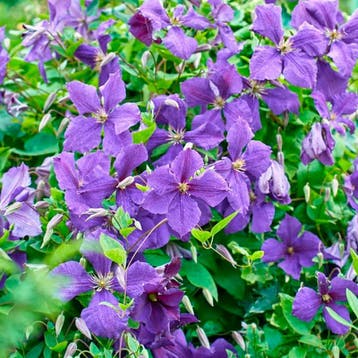 Clematis Viticella I.S container (C2) Sierplanten, Tuin en Terras, Verzenden, Klimplanten, Volle zon