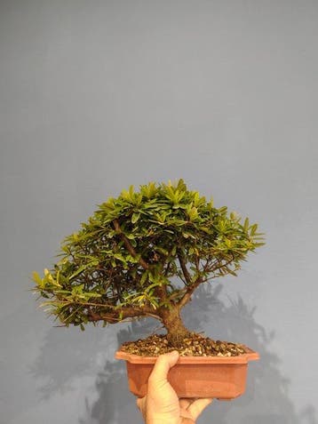 Vuurdoorn bonsai (Pyracantha) - Hoogte (boom): 33 cm -