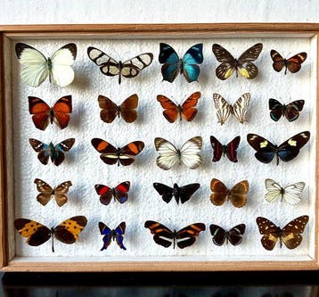 Compleet lot van 25 kleurrijke exotische dagvlinders, Nieuw
