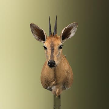 Duiker Taxidermie Opgezette Dieren By Max, Verzamelen, Ophalen of Verzenden, Nieuw, Wild dier, Opgezet dier
