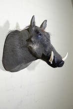 Large African Warthog Schedel - Phacochoerus africanus - 50, Nieuw