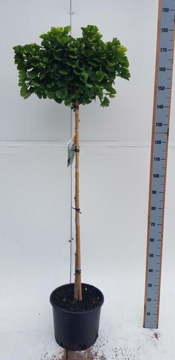 Ginkgo biloba Mariken bolvorm