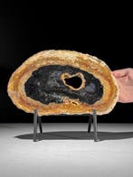 Prachtige versteende palmwortelsnede op een op maat gemaakte