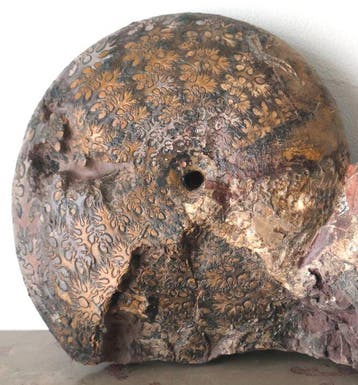 Uitzonderlijke ammoniet - Gefossiliseerd dier - Phylloceras, Verzamelen, Mineralen en Fossielen