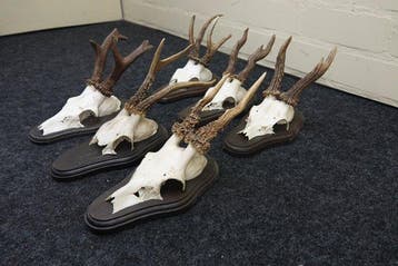 Roebuck Schedel - Capreolus capreolus - 0 cm - 0 cm - 0 cm-