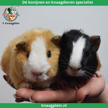 Gecastreerde cavias - Beste combinatie - Erg rustig - Tam, Dieren en Toebehoren, Knaagdieren, Mannelijk, Cavia, Tam