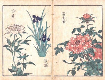 A Picture Book of Botanical Plants and Flowers for Art, Antiek en Kunst