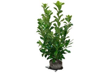 Laurier Rotundifolia, Snelgroeiende Laurier, ACTIE!, Ophalen of Verzenden, Laurier, Haag, 100 tot 250 cm