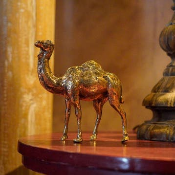 sculptuur, NO RESERVE PRICE - Bronze Polished Dromedary