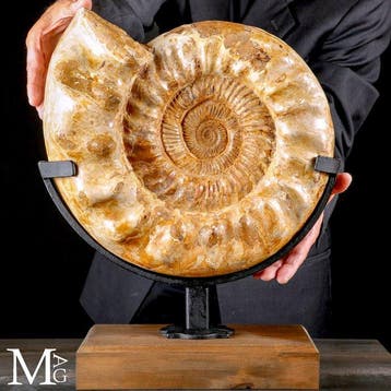 Ammonieten Kranaosphinctes - Perfecte Staat van Behoud - Een