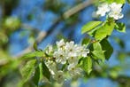Prunus cerasus hoogstam 14/16