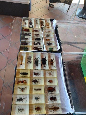 Collectie met dierenthema - Insecten - deagostini