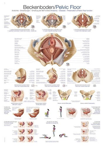 Anatomie poster bekkenbodem (papier, 50x70 cm), Nieuw