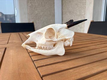 cephalophe Schedel van een zoogdier - Cephalophus nigrifon -