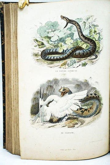 Bernard-Germain de Lacépède & Georges Cuvier / Édouard, Antiek en Kunst
