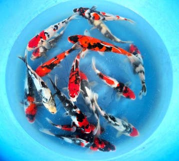 Hirasawa Marusei 22-27cm (Japanse Koi), Karper of Koi