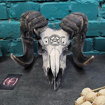 ram Schedel - Ovis aries - 25 cm - 25 cm - 15 cm - (1)
