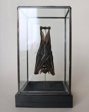 Vleermuis Taxidermie volledige montage - Cynopterus, Antiek en Kunst