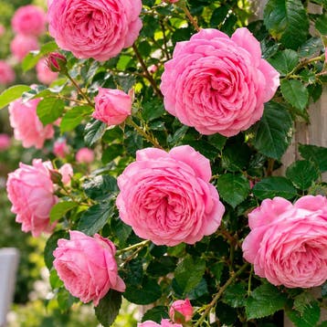 Roos ‘Kiss Me Kate’ Sierplanten, Raskleur, Tuin en Terras, Verzenden, Overige soorten, Struik