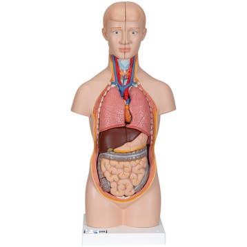 Anatomie model torso met organen, unisex, 12-delig, 54 c..., Nieuw