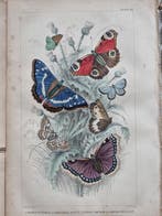 Oliver Goldsmith (1730–1774) - Lot of 9 plates A History of