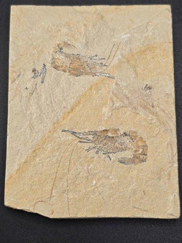 garnaal - Gefossiliseerd dier - Carpopenaeus callirostris -
