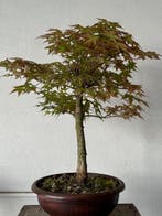 Japanese maple bonsai (Acer palmatum) - Hoogte (boom): 50 cm