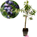 Pruimenboom Bleue de Belgique, Tuin en Terras, Verzenden, Volle zon