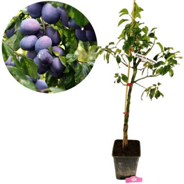 Pruimenboom Bleue de Belgique, Verzenden, Volle zon
