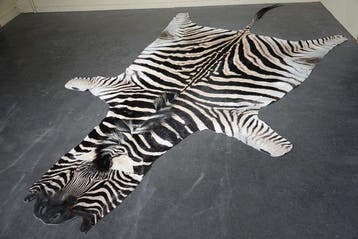 Plains Zebra Skin with Head Gewei - Equus quagga - 335 cm -, Verzamelen, Nieuw