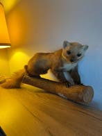 boommarter Taxidermie volledige montage - Martes martes -, Antiek en Kunst, Curiosa en Brocante