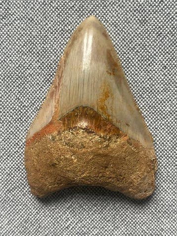 Megalodon-tand 8,0 cm - Fossiele tand - Carcharocles